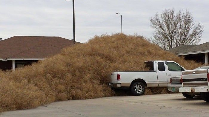 Tumbleweed Invasion Traps Residents In Their Homes