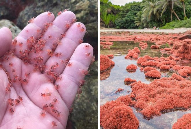 Million Of Crabs In Christmas Island Marches Back To The Jungle