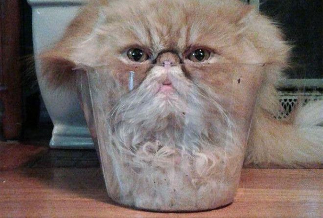 Hilarious Photos Of Cats That Prove They Are Liquid