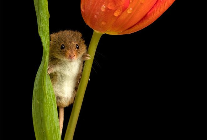 Photographer Tiptoes Through The Tulips To Capture Harvest Mice