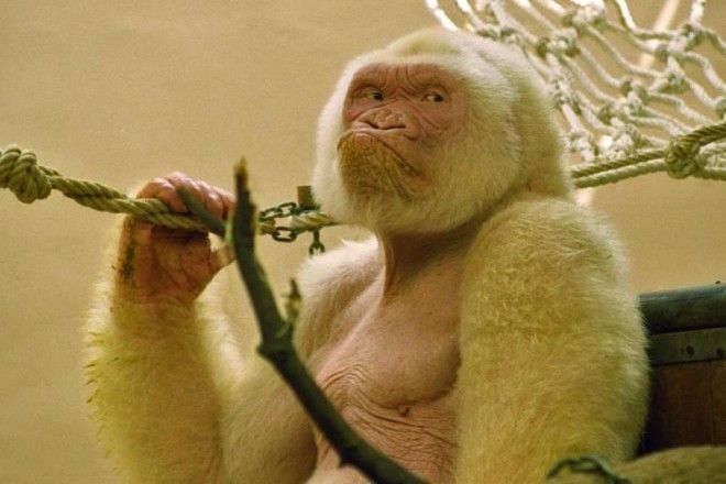 real albino gorilla