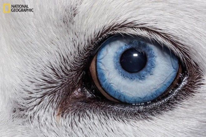 These Close-Ups of Animal Eyes are Beautiful and Strange