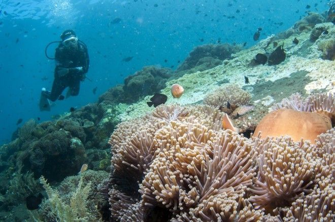 Scuba dive in quiet northern Bali