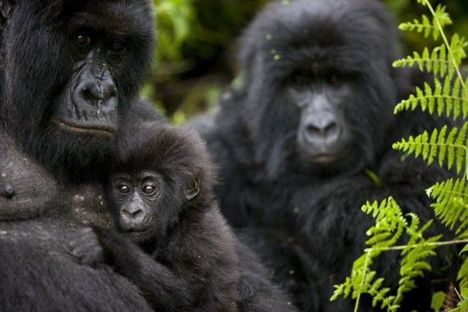 See mountain gorillas in Virunga National Park Democratic Republic of Congo