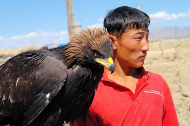 Watch eagles hunt amongst the Altai Mountains Mongolia