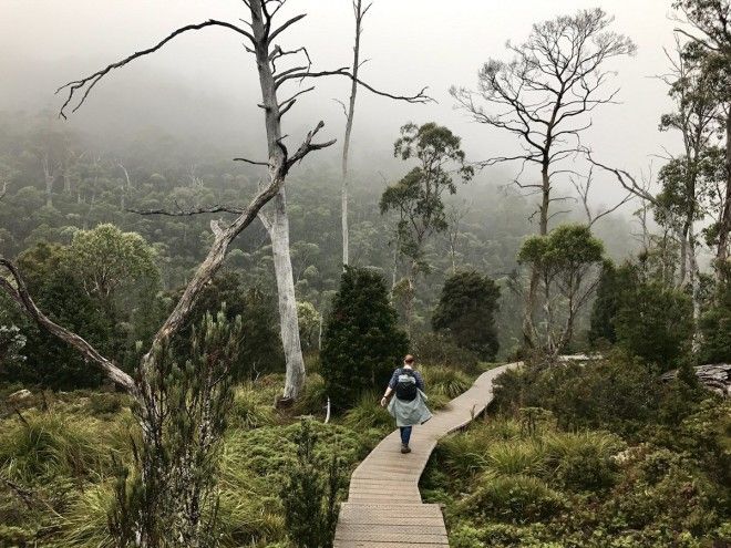 Watch out for wombats in Cradle Mountain Tazmania