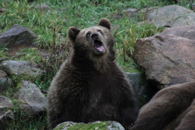 Went To The Zoo And Saw This Bear Yawn