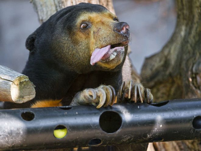 Hungry Sun Bear