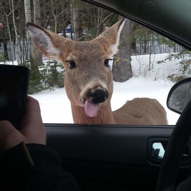 Deerp