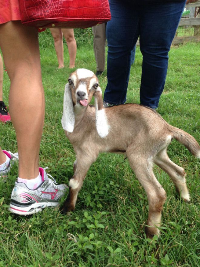 This Little Goat