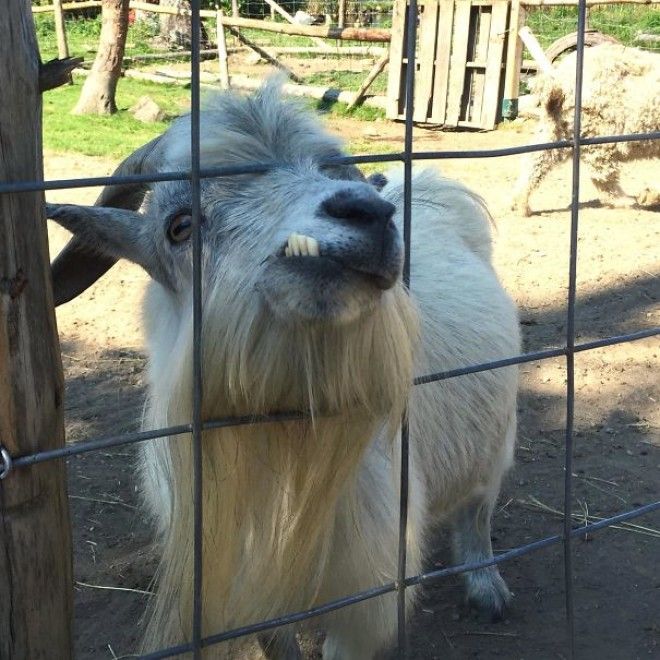 I Meet A Ridiculiously NotPhotogenic Goat
