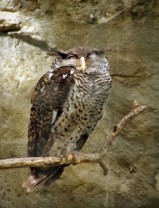 This Owl Just Wasnt Ready For The Picture