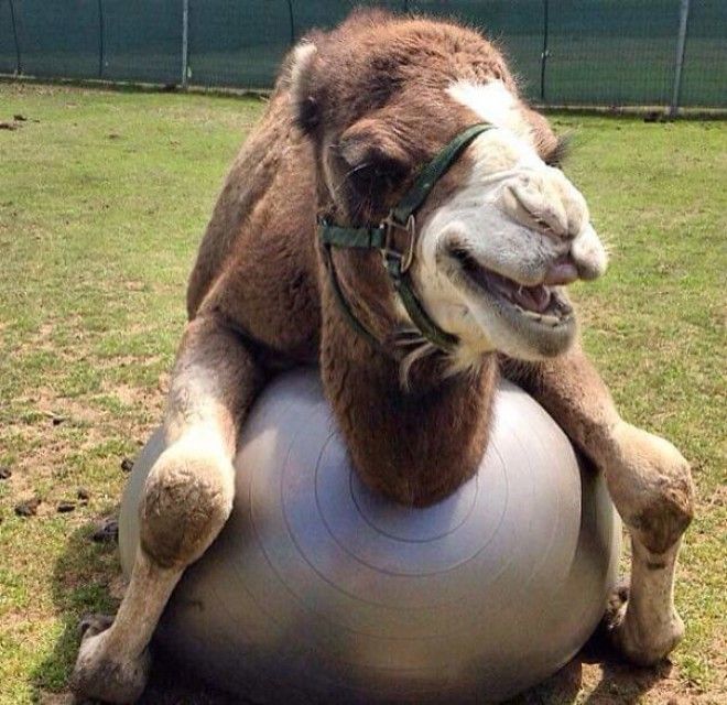 Camels Are Inherently Derpy But This Guy Bouncing Is Extra