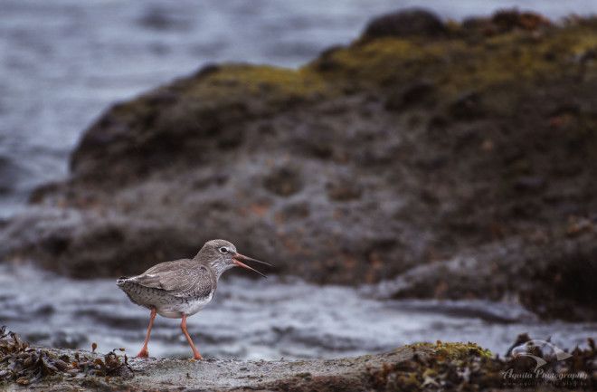 Redshank Of Ballintoy