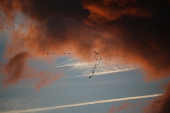 Bird Migration