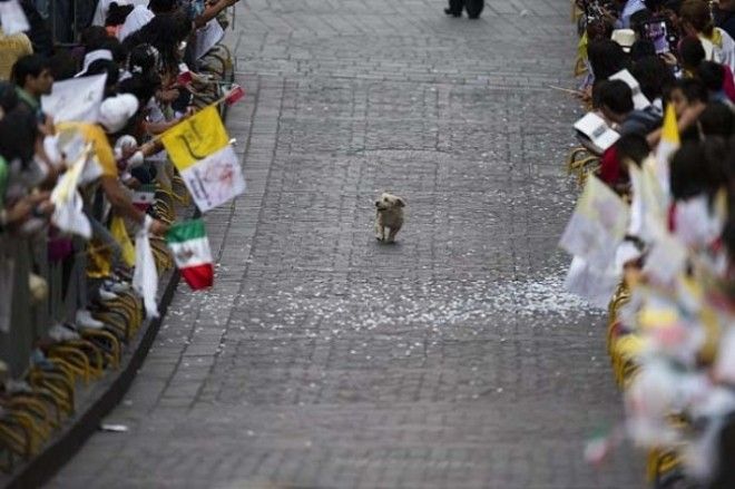 1 This dog who thinks this parade is all for him