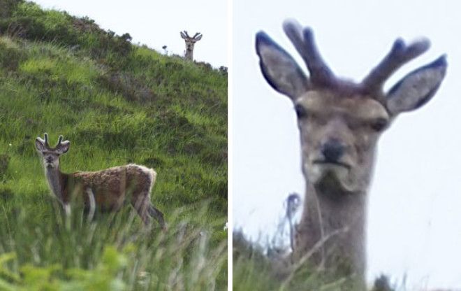Saw A Deer In Scotland