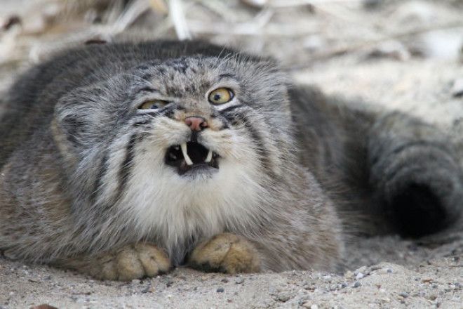 Pallass Cat Sneezing