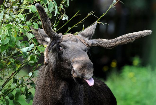 Derpy Moose