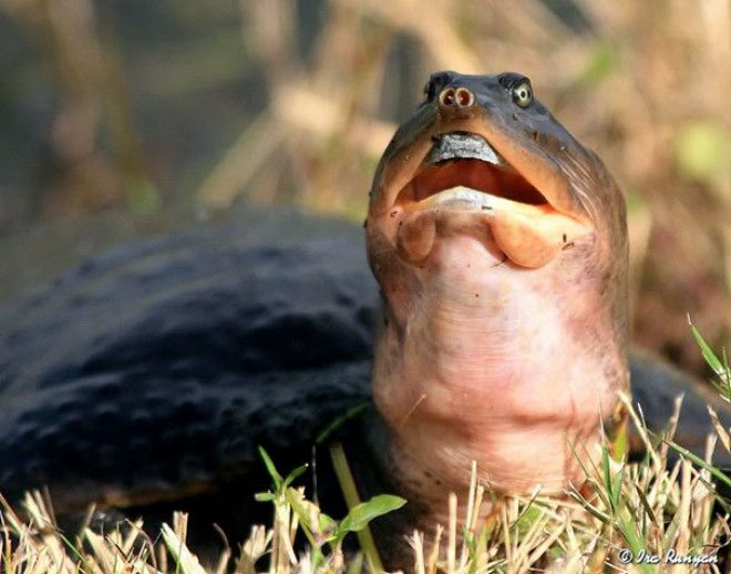 This Unphotogenic Turtle