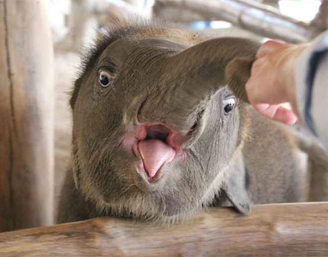 Baby Elephants Arent Always That Cute