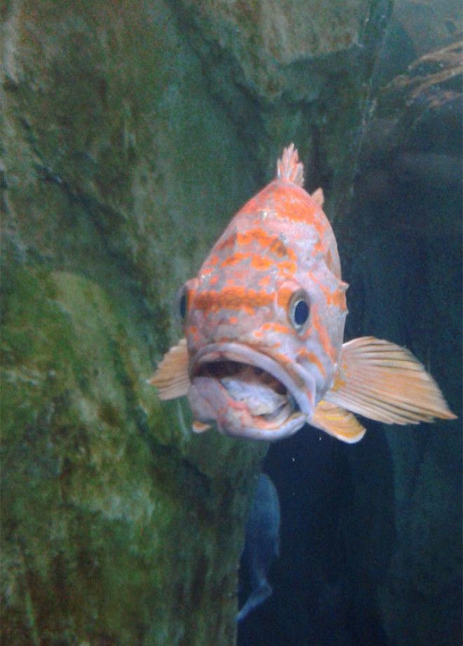 Unphotogenic Fish