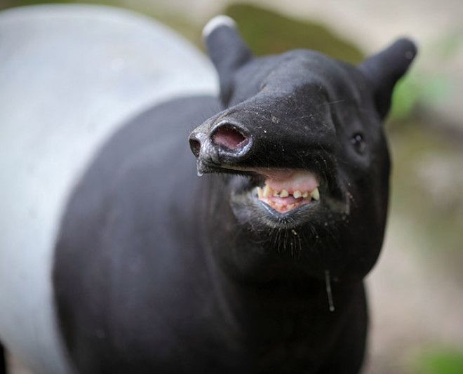 Probably Not The Best Angle Of This Tapir
