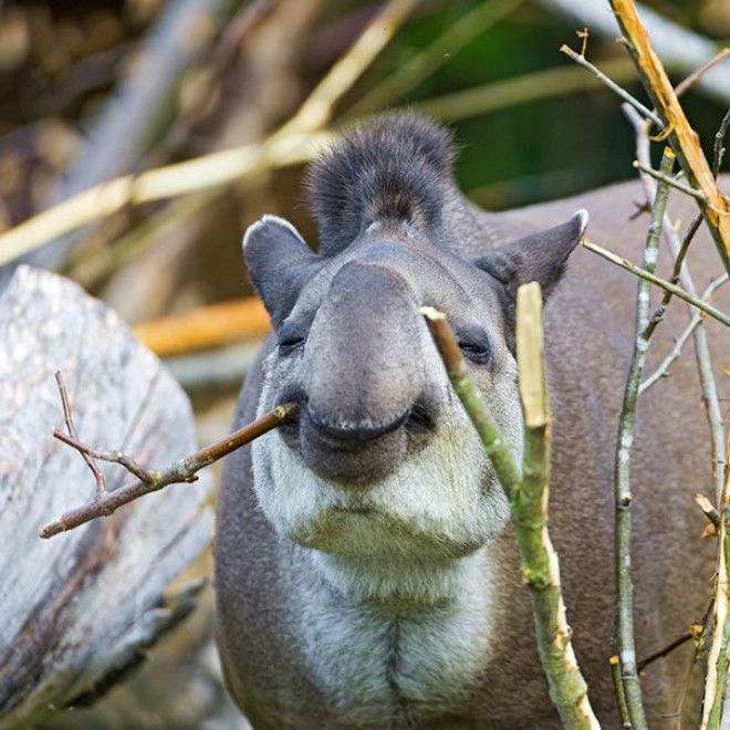 Snacking On Some Bushes