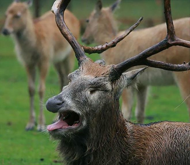 Not Very Photogenic Elk