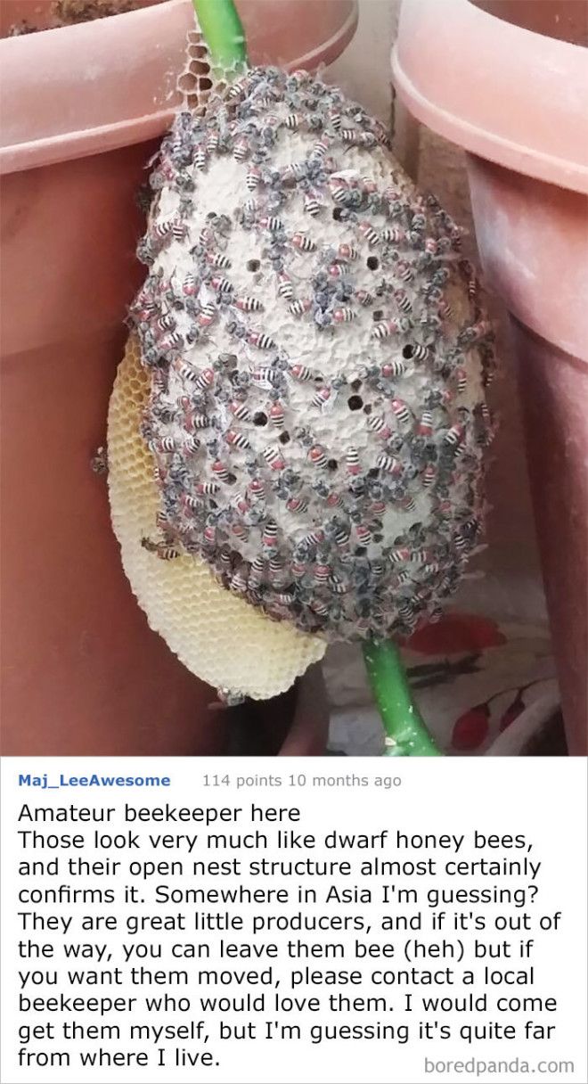 A Coworker Found A Hive On Her Balcony She Is Convinced That Is A Beehive I Am Not But I Dont Know What Insect It Is