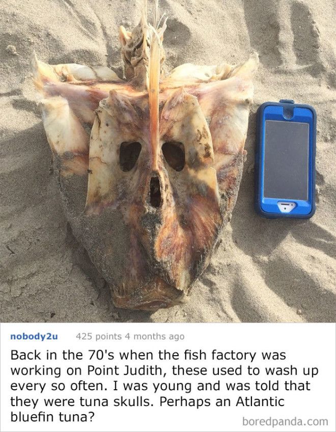 Found On Beach Ocean In Ma Usa Iphone 5 For Reference Skull Sternum