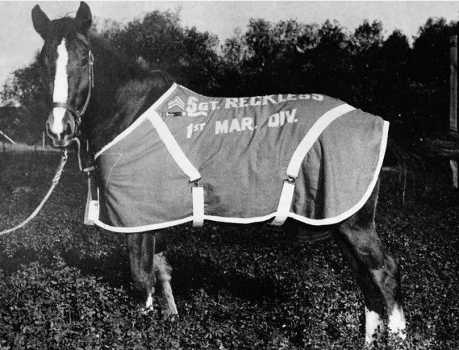 Sergeant Reckless