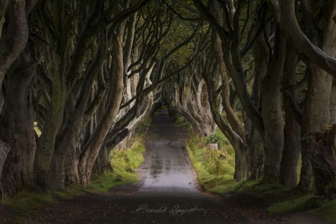 Dark Hedges Alias Kingsroad From Game Of Thrones