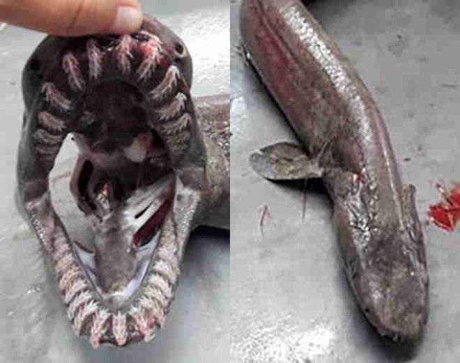 frilled shark