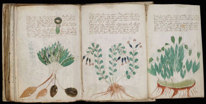 Voynich-manuscript