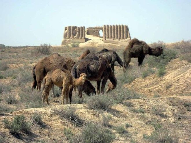 Camels grazing near ruins in Merv, Turkmenistan.