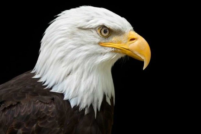 A profile of a bald eagle on a black background