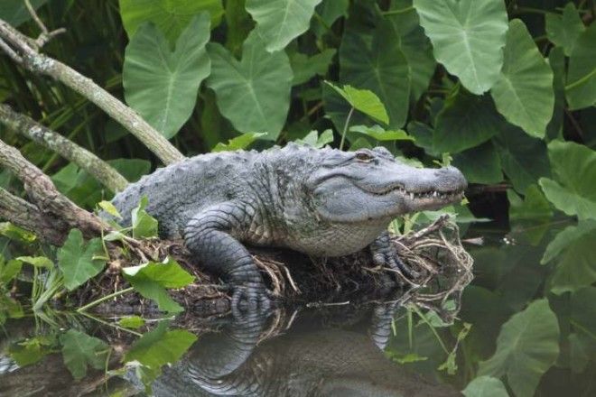 Alligator emerging from swamp