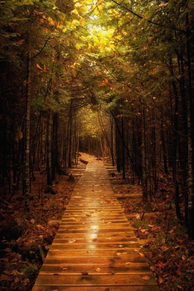 By Jeffrey Walker Im going to have to go with this one because it is something I never expected I would see and didnt plan on making a stop at this nature preserve that I didnt know existed until I saw a sign for it while travelling Michigans Tunnel of Trees When I saw the how the light and shadow created a magical tunnel along this section especially that near perfect arch at the end I just had to capture it