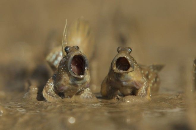 Highly Commended Mudskippers Got Talent By Daniel Trim