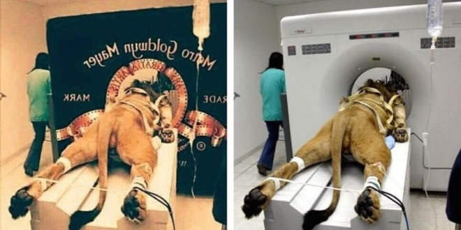 15 Fake Viral Photos That Fooled Us All