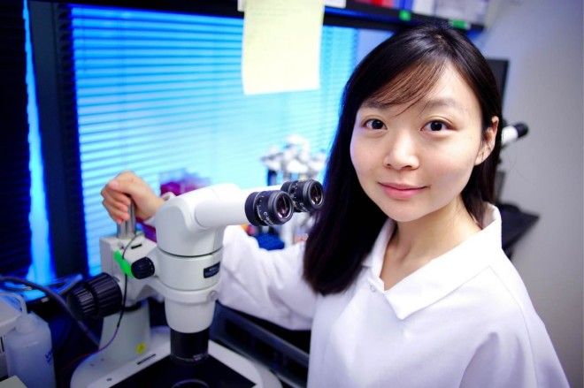 Scientists got closer to implanting pig parts in humans