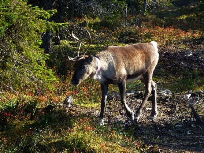 A reindeer