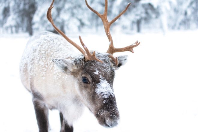 A baby reindeer