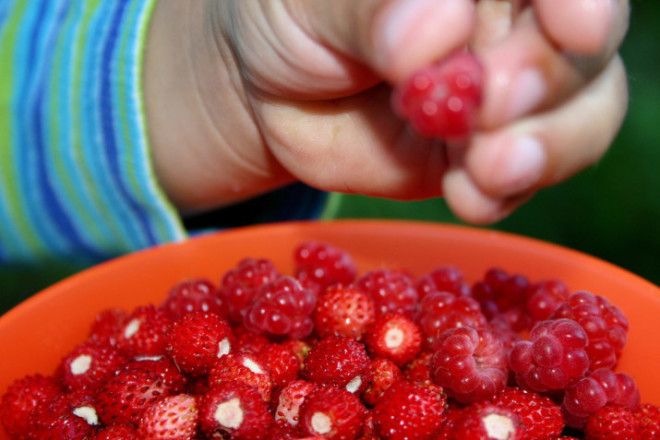 Wild strawberries and raspberries