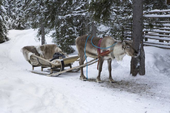 A reindeer