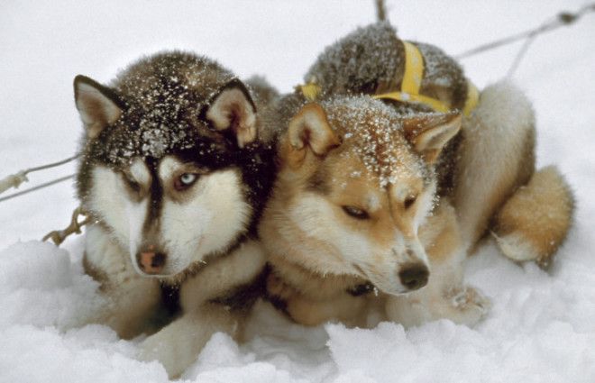 Huskies