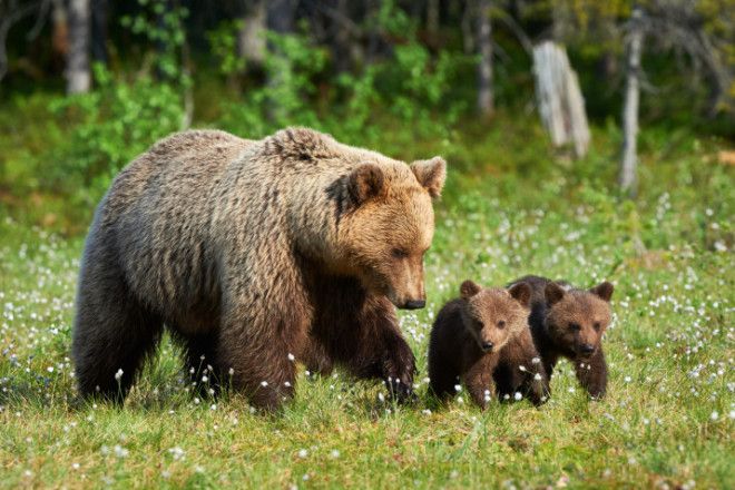 A bear with her children