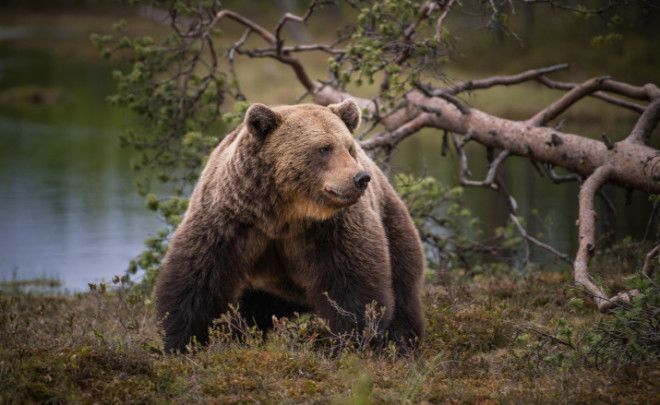 A bear in Kuhmo