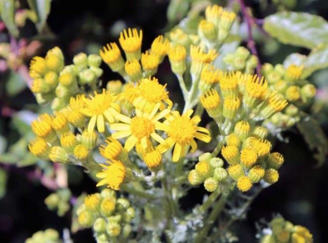 Ragwort